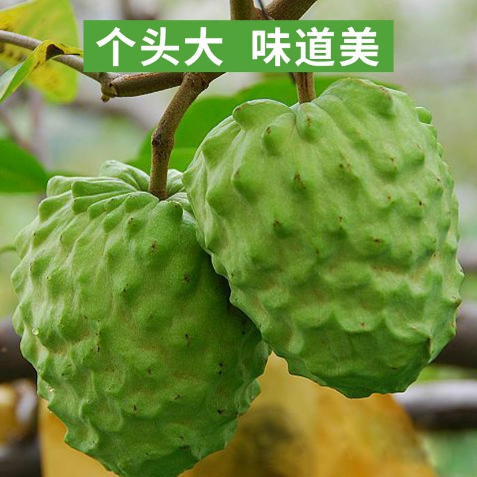 Four Seasons Custard Apple Sapling Atemoya Custard Apple Fruit Seedling