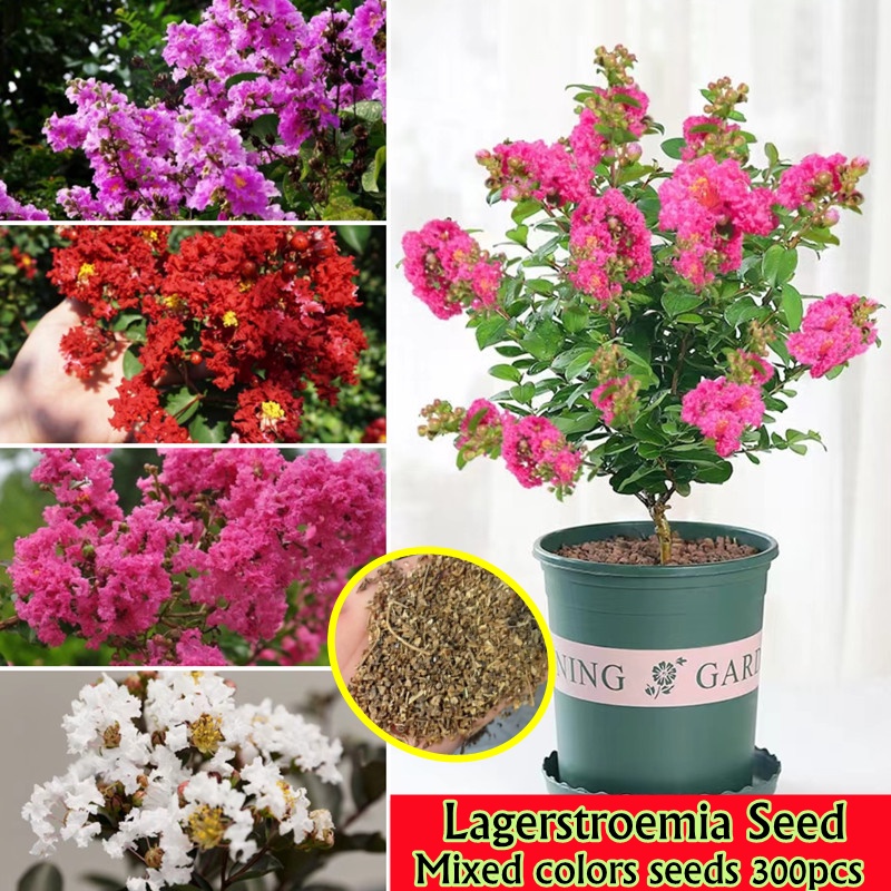 Mix 30 Seeds Lagerstroemia Seeds Fragrant Flower Seeds for Planting