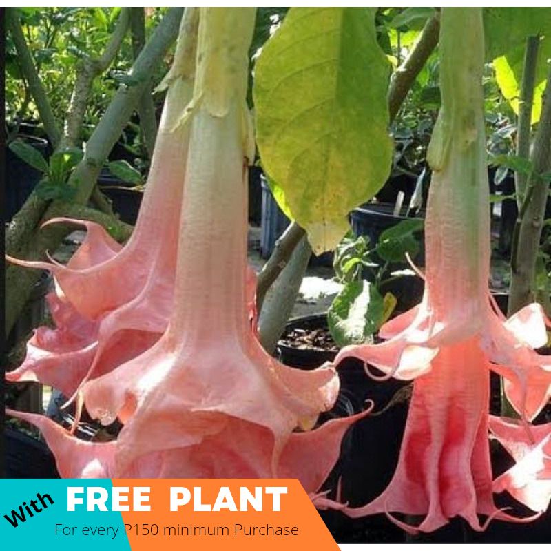 Angel Trumpet Pink Outdoor Garden Decoration Live Regular Size Shopee