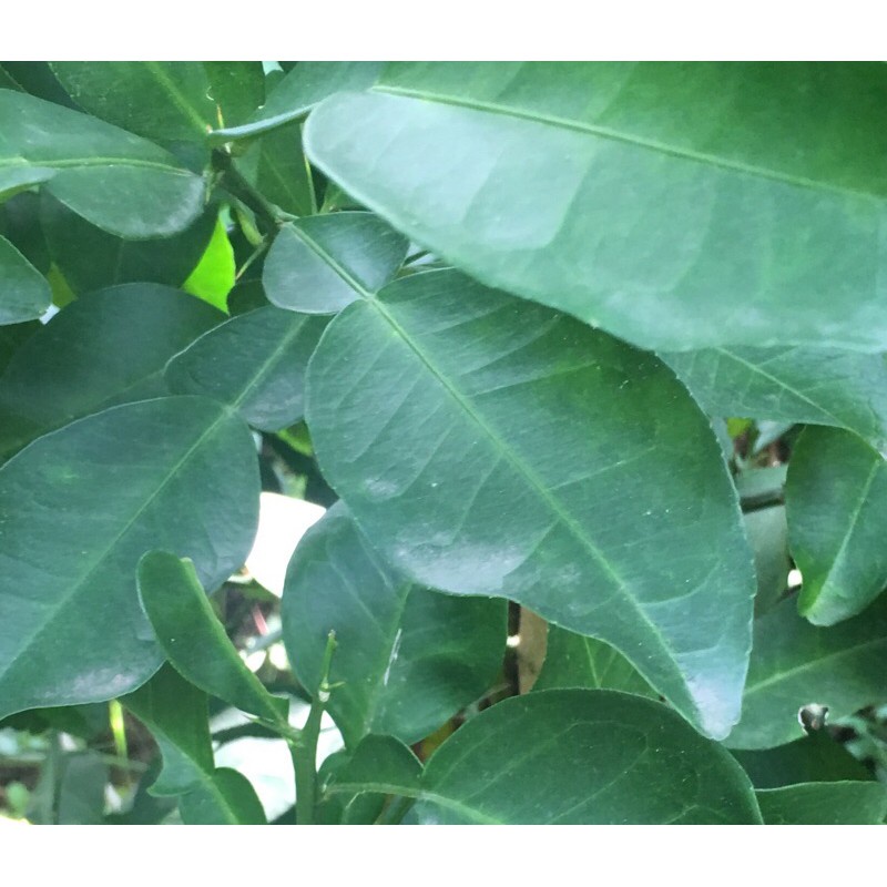 Suha / Pomelo Leaves Fresh Leaves ( 50 grams) Shopee Philippines