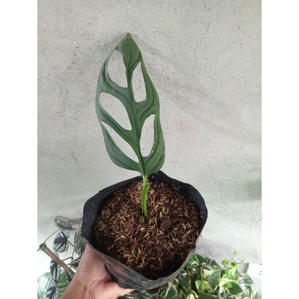 Available live plants for sale (Monstera Adansonii) Shopee Philippines