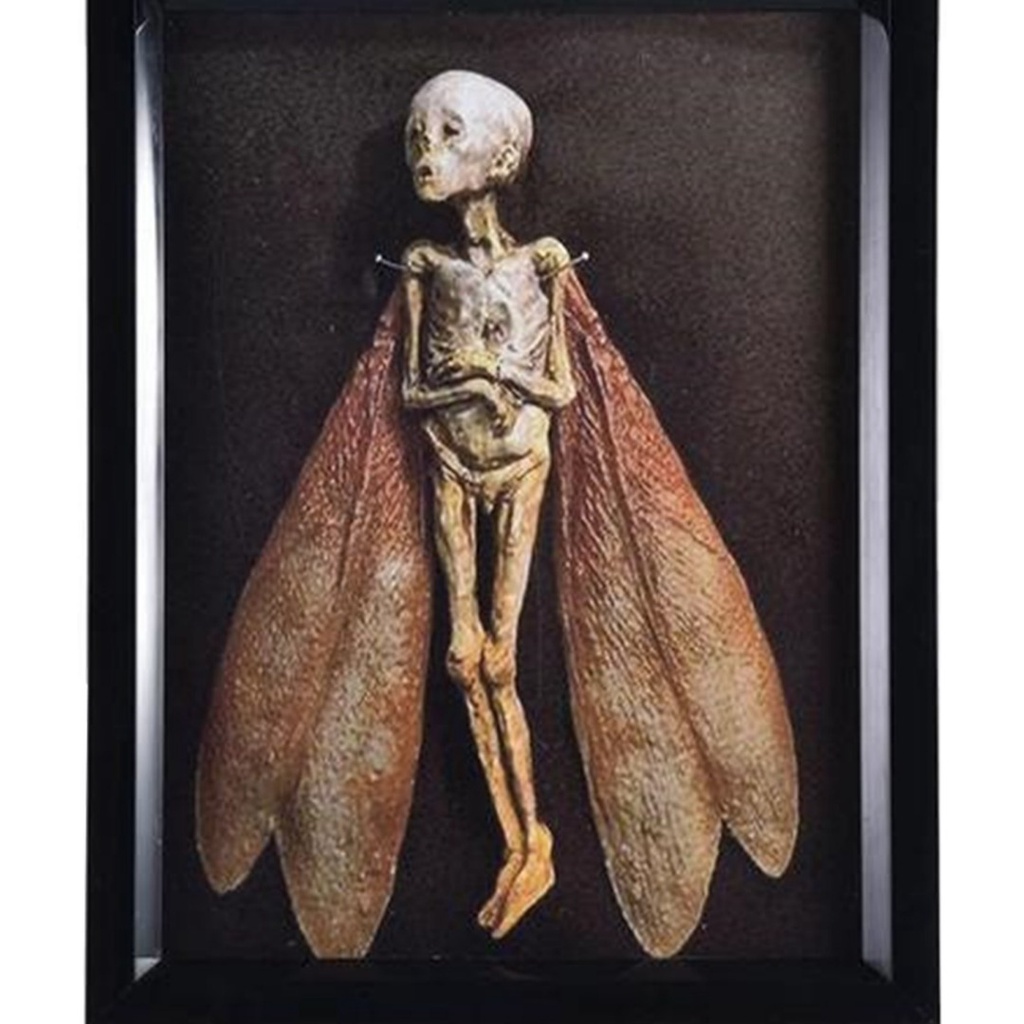 Dead Fairy Shadow Box Display Creepy Mummified Fairy Corpse Halloween ...