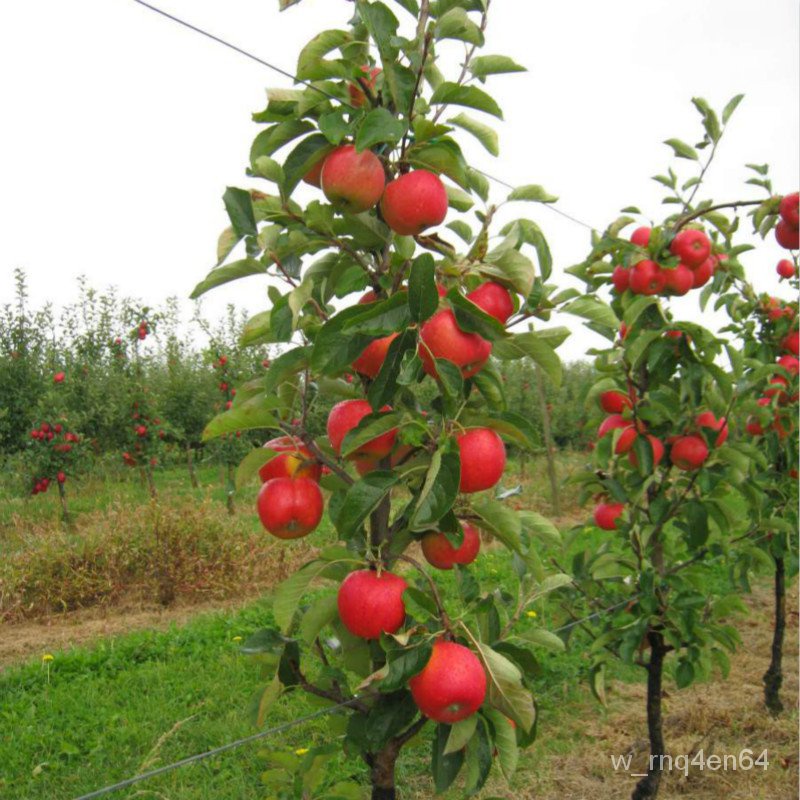 Apple Sapling Crab Apple Sapling Field Cultivation Bonsai South and