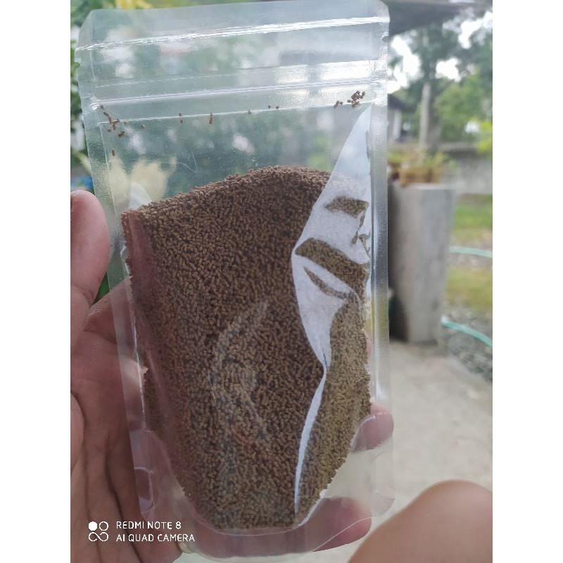 Aquatic Foods Freeze Dried Brine Shrimp & Tubifex Cubes – 5oz Bag For Tropical Fish