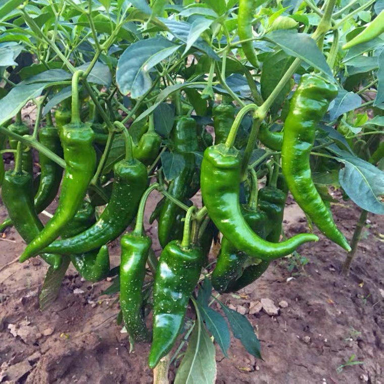 Siling Haba Green Pepper Seeds – Filipino Sinigang Finger Chili, 25 Seeds Per Pack