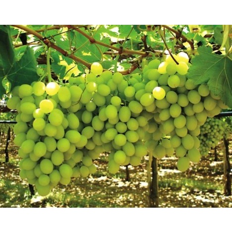 buy 1 take 1 Rooted Grapes plants and cuttings may dahon na red blue ...
