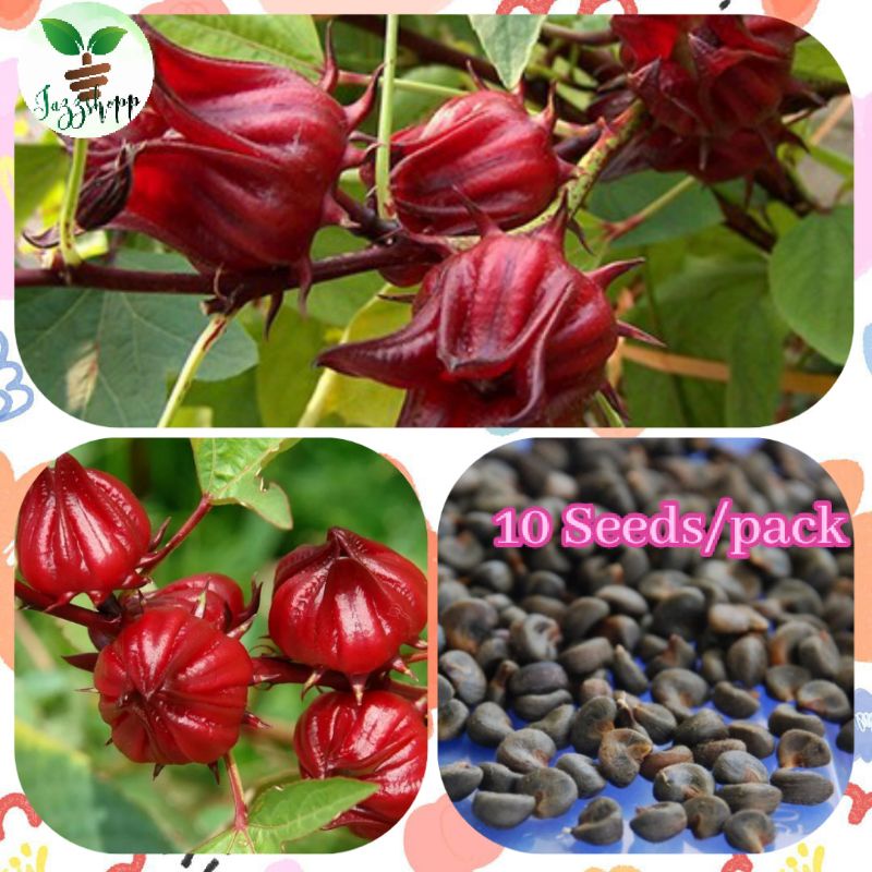 Red Roselle Seeds (Hibiscus Sabdariffa) 10 Seeds Per Pack | Shopee ...