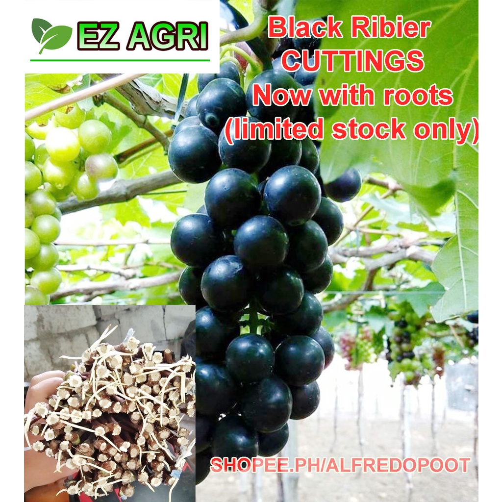 Rooted Grapes cuttings Red, black ribier, green brazillian, blue red