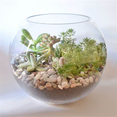 Crystal Clear Fish Bowl Vase Glass Round Bowl Terrarium |Globe Flower ...