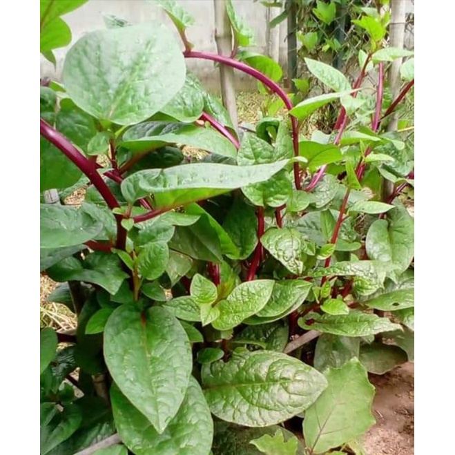 Alugbati Seeds Red And Green Malabar Spinach Seeds For Planting Shopee