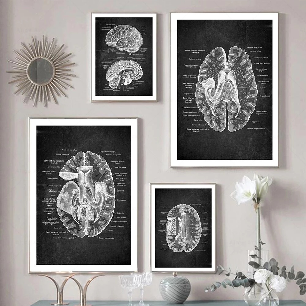 Frameless Vintage Human Head Anatomy Art Poster Medical Wall Picture ...