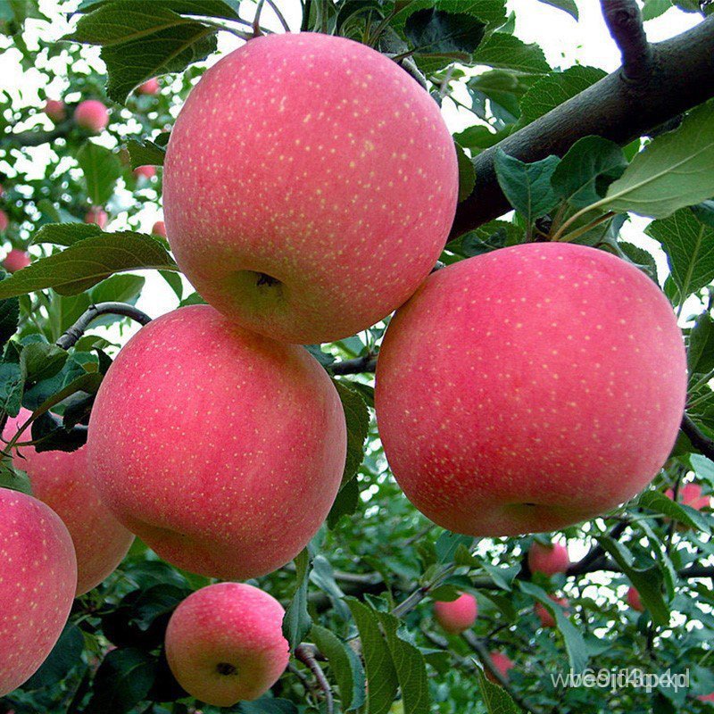 Planting Seedlings Apple South Dwarf Apple Tree Homes Courtyard North