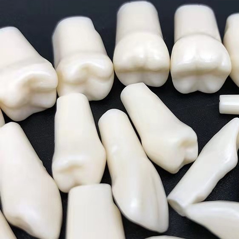 Tooth Model For NISSIN Filling Training Practice Simulation Replacement ...