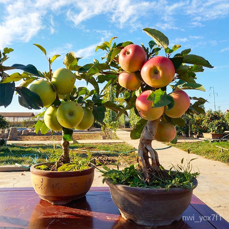 Dwarf Apple Tree Bonsai South North Planting Fruit Seedlings with Fruit