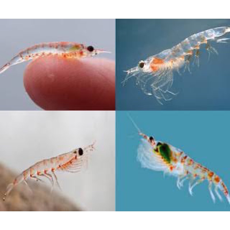 VESTIGE KRILL OIL 500mg 30 capsules Shopee Philippines