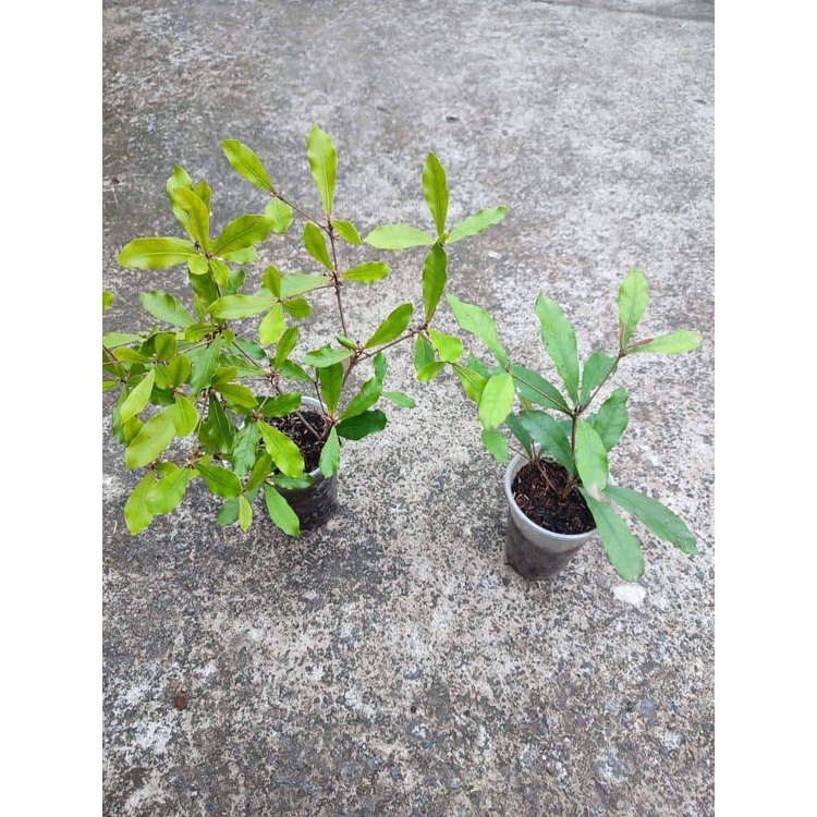 Miracle Berry Magic Berry Plant or Seeds | Shopee Philippines