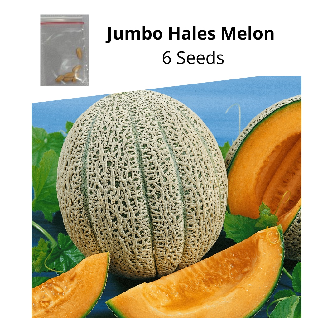 Jumbo Hales Melon 6 seeds Shopee Philippines