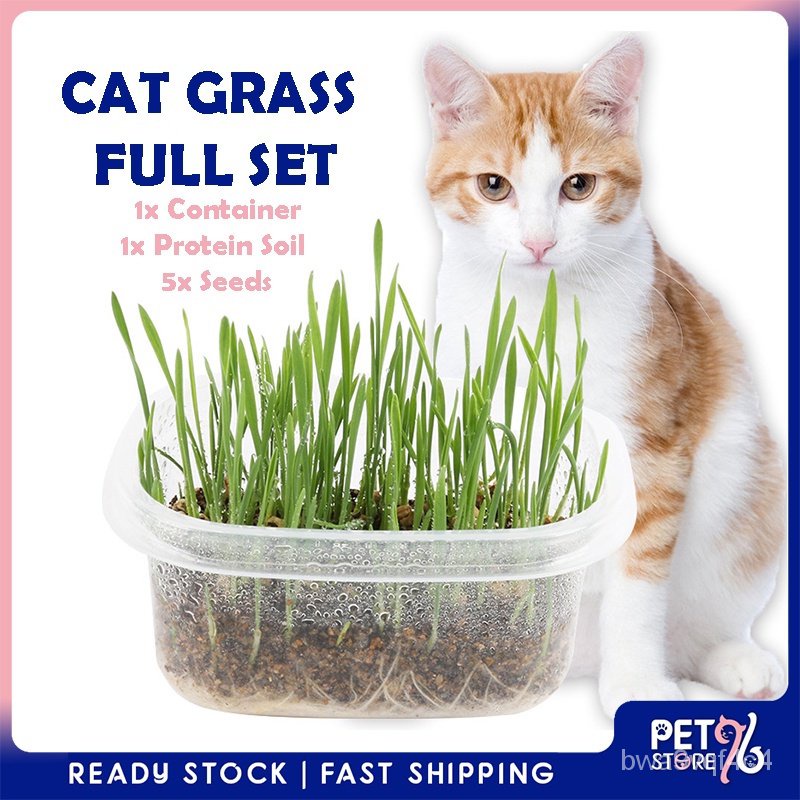 Spot seeds [healthy] stock ecofriendly cat grass seed set seed grass