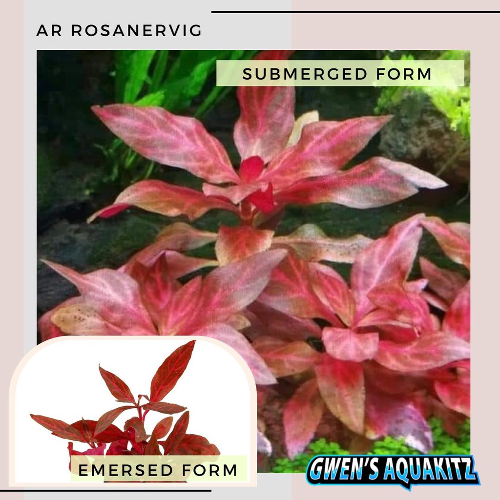 RARE AQUATIC PLANTS - sold per 5 stems [AR, Limnophila, Staurogyne ...
