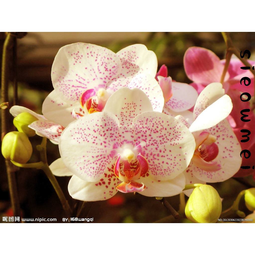 spot seeds100pcss Sky Blue Phalaenopsis Orchid ready to germinate seeds