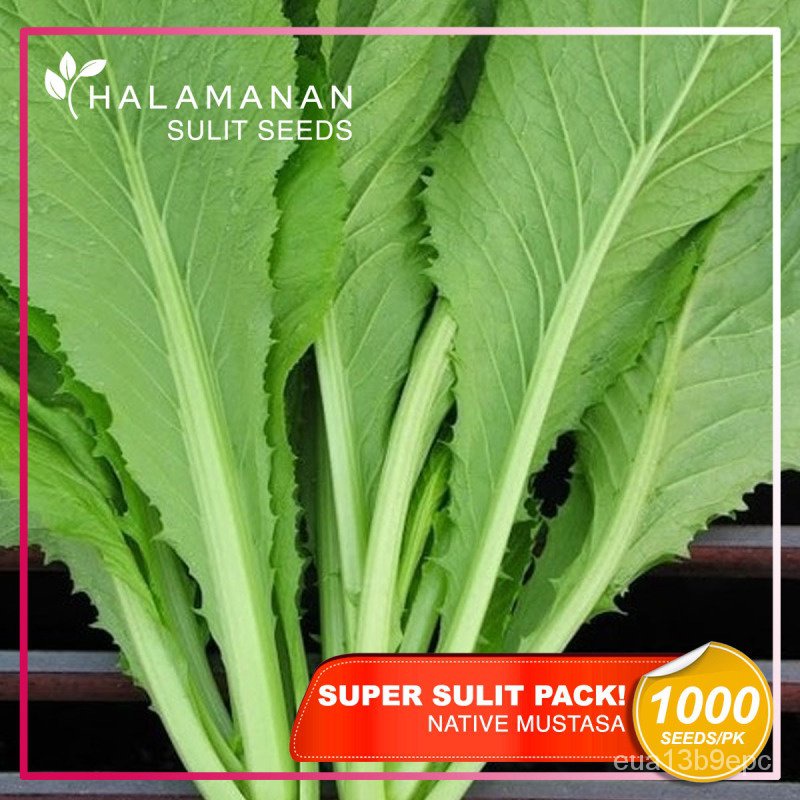 seeds1000 SEEDS MUSTARD MUSTASA TAGALOG (NATIVE) SUPER SULIT