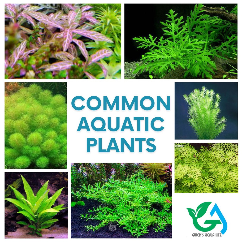 COMMON & LOW TECH AQUATIC PLANTS [Bacopa, Hygrophila, Rotala, etc ...