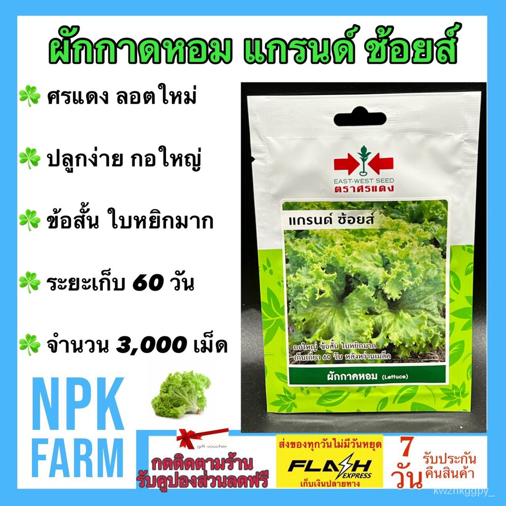 2022 sachets, red, lettuce, grand choice, 3,000 seeds/sachets, plump