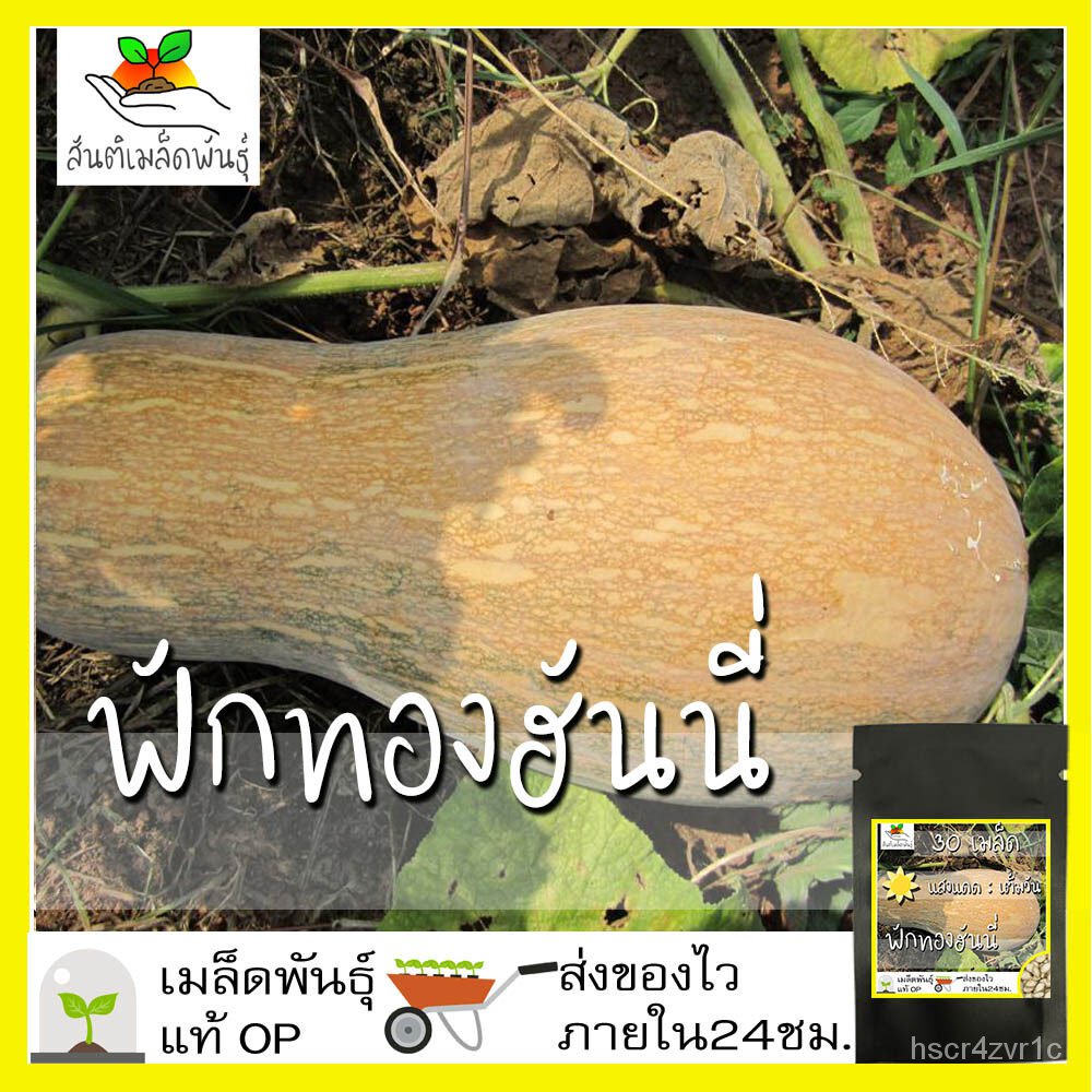 2022 plump seeds, 30 honey pumpkin seed, plump seeds, imported from