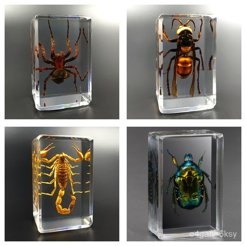 Real Insect Specimen Scorpion Spider Wasp Beetle Transparent Resin ...