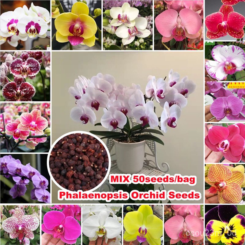 Spot seeds50 Seeds Rare Colorful Phalaenopsis Orchid Seeds for Planting