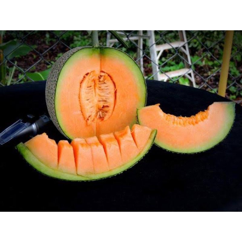 2022 plussized melon Machita seeds Korean melon seeds (melon Machita