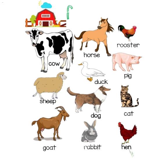 Animals Educational Laminated Chart A4 Sizenew | Shopee Philippines