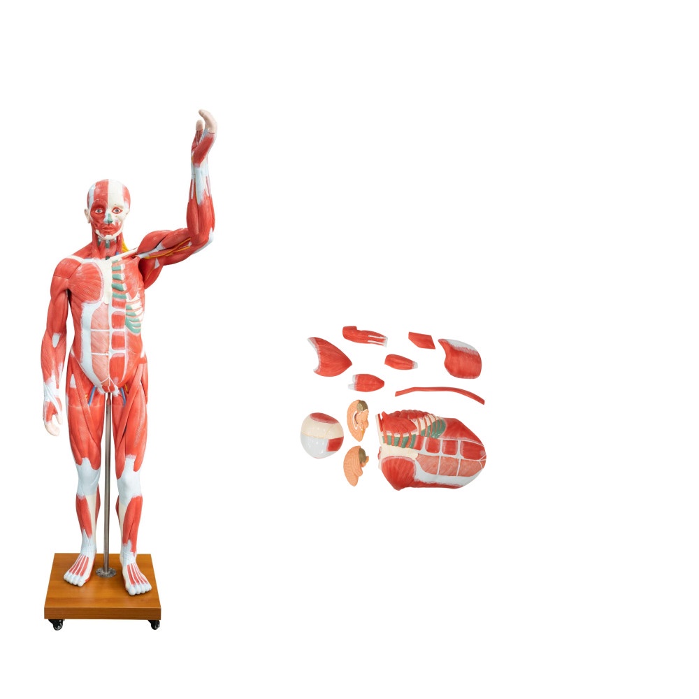 Full Human Body Muscle Anatomy Model with Inside Organs 29parts Bone