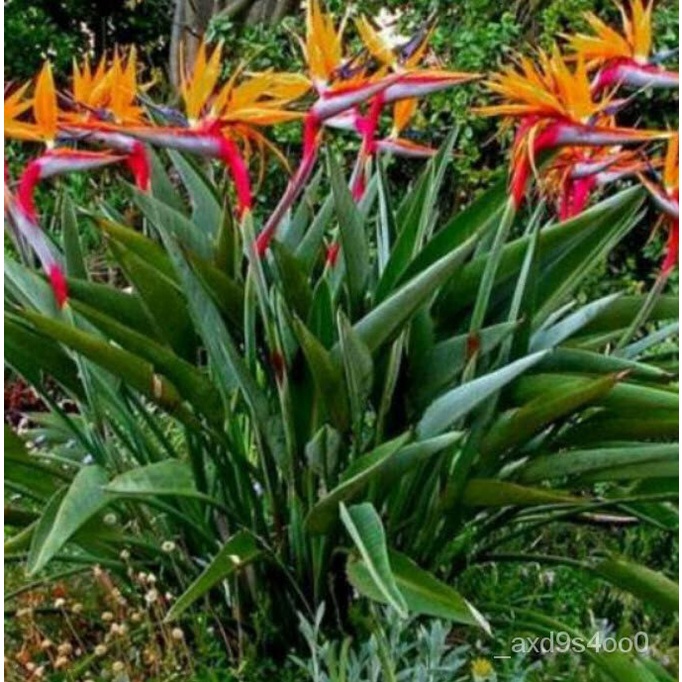 Bird of Paradise Bird of Paradise orange seed FGJ5 | Shopee Philippines