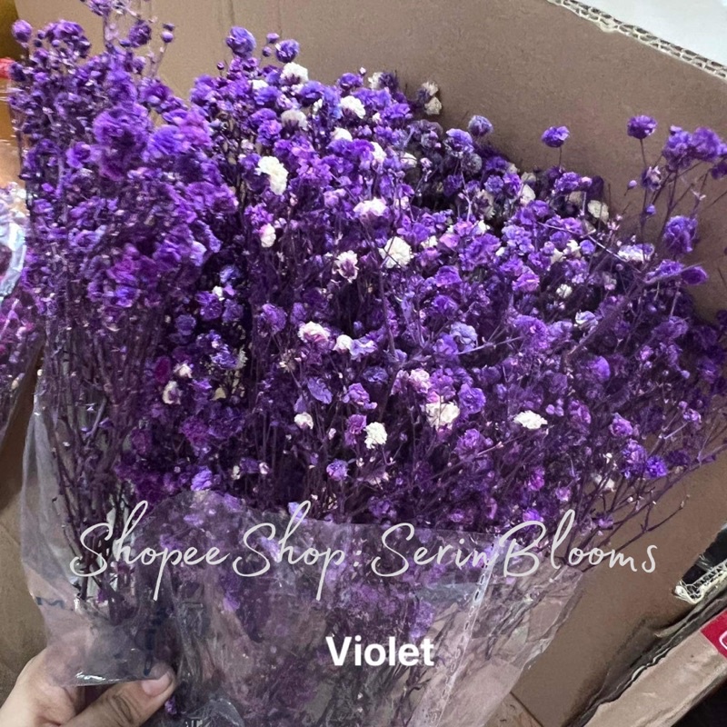 Preserved/Dried Gypsophila (baby's breath) sold per bundle Shopee