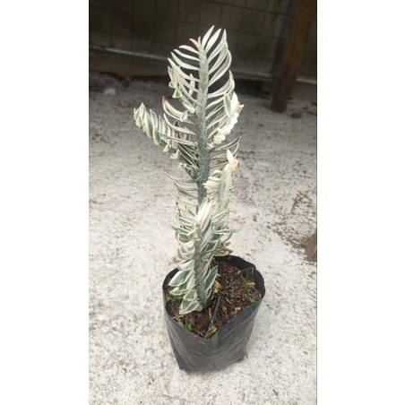 devils backbone standing | Shopee Philippines