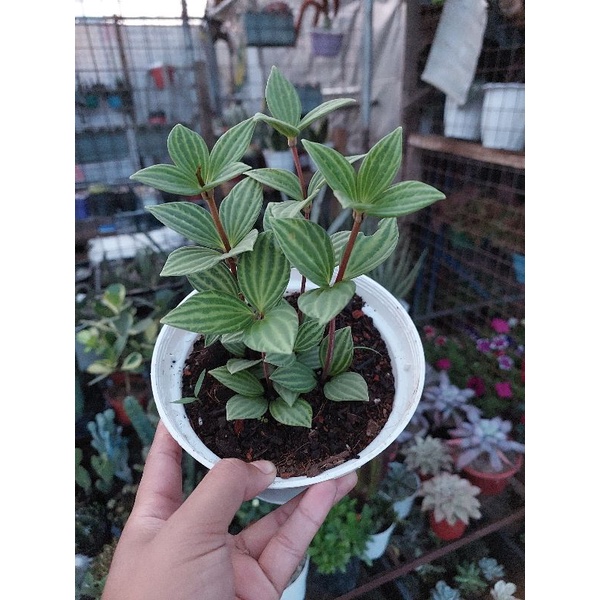 Parallel Peperomia (Peperomia puteolata) | Shopee Philippines