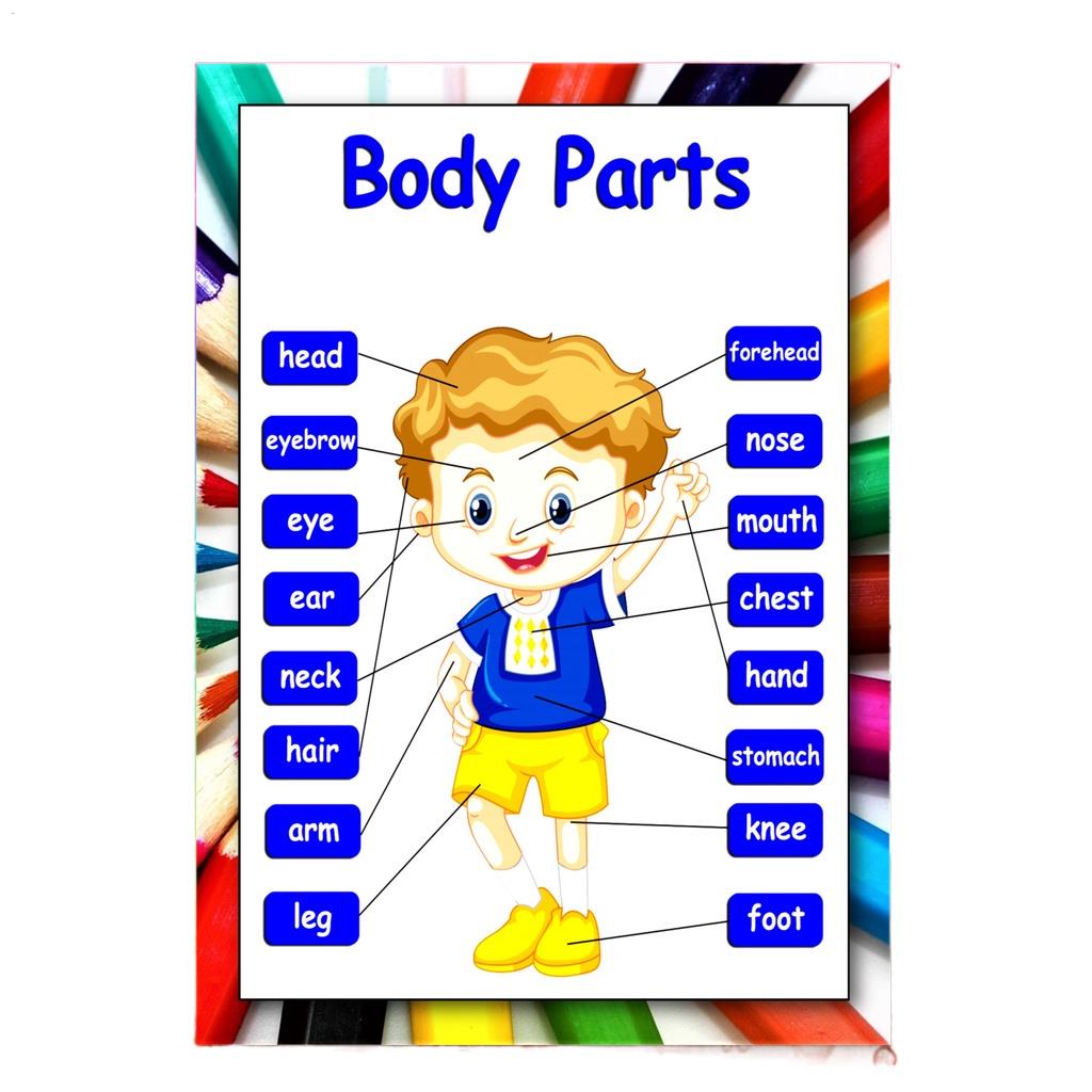 Wall Chart Parts Of The Body Educational Learning Laminated A4 Size For 