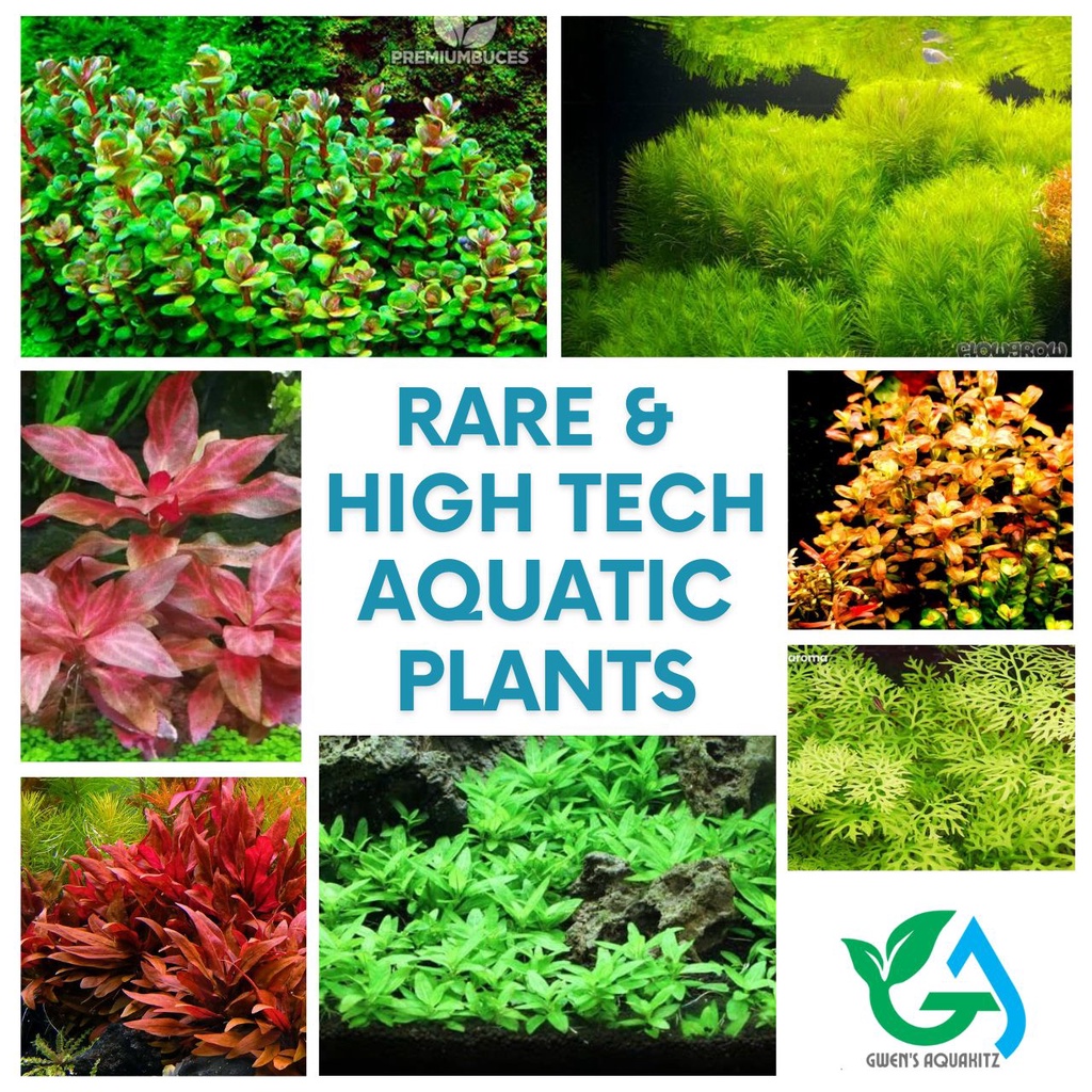 RARE AQUATIC PLANTS - sold per 5 stems [AR, Limnophila, Staurogyne ...
