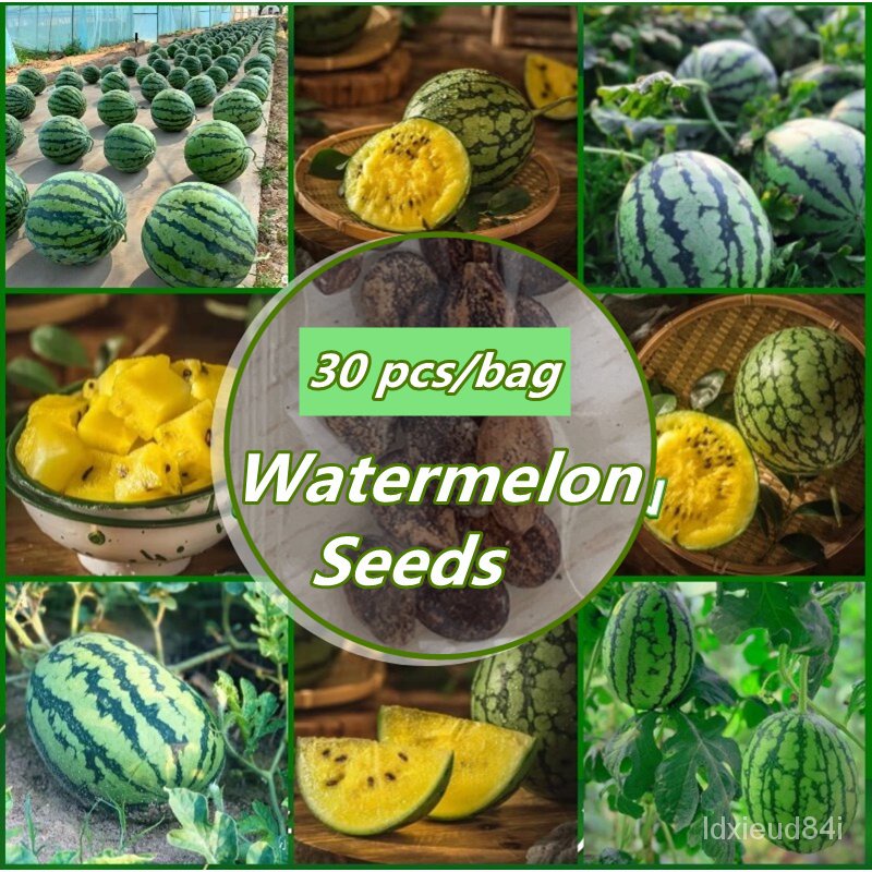 Spot seeds30 Seeds Giant Watermelon Seeds for Sale Fruit Seeds for