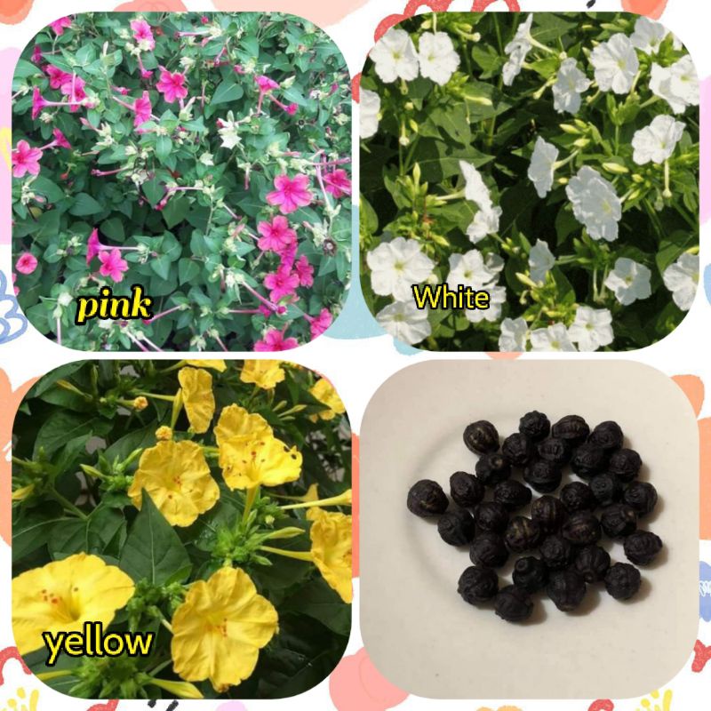 Four o clock seeds ,Flower seeds (700 Seeds) Shopee Philippines