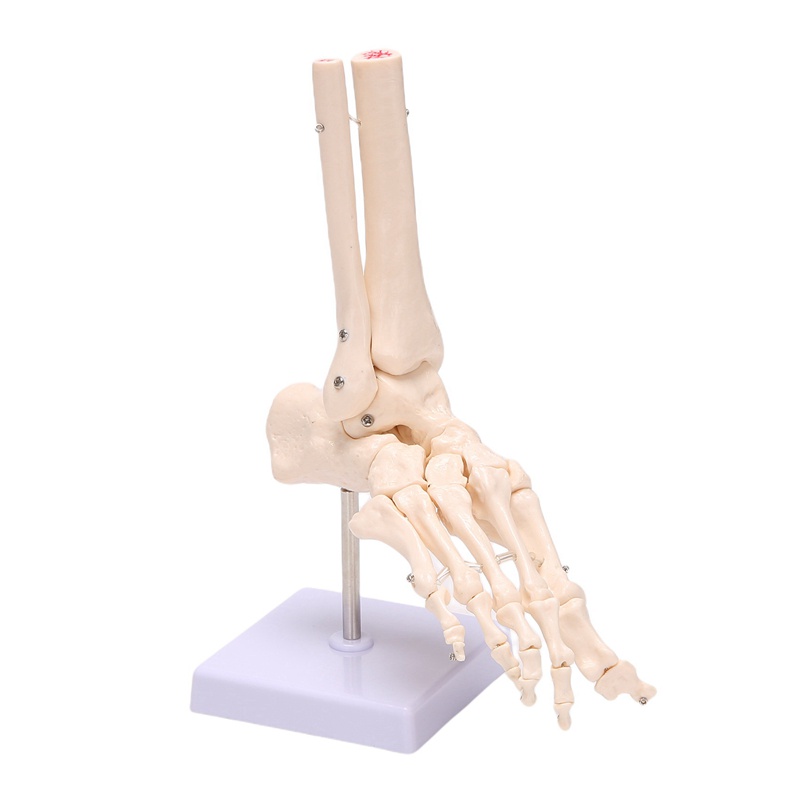 PPYY-1:1 Foot Joint Model Human Foot Skeleton Model on Base Foot Bone ...