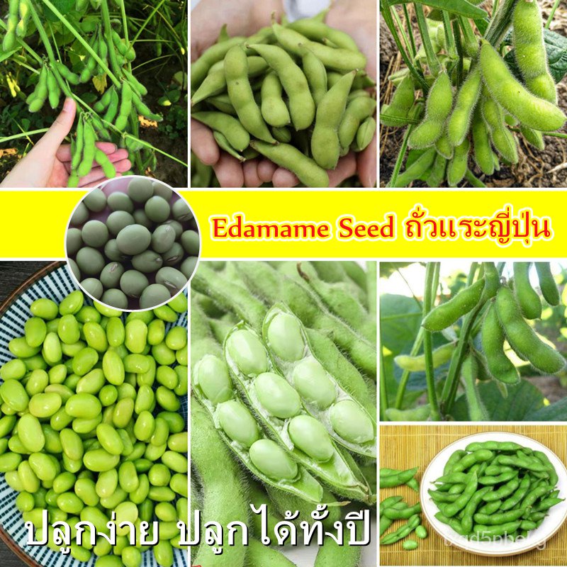 2022 guaranteed 100 species easy to grow edamame seed Japanese edamame