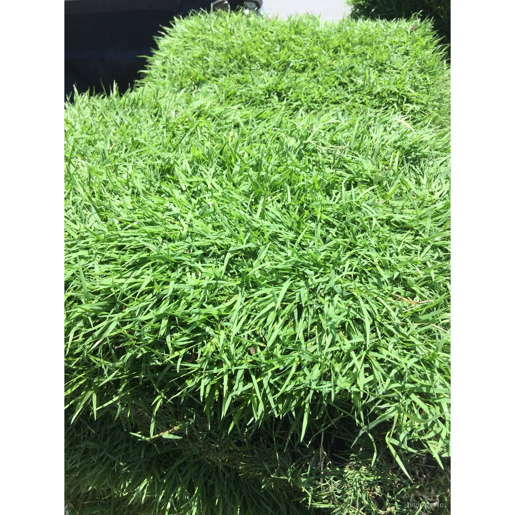 2022 little grass, field grass 50x100cm. Manila grass QUIO Shopee