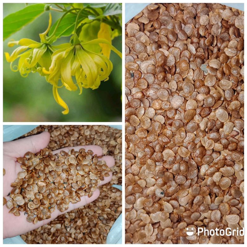 Ylang ylang seeds ( 1/2 kilo) Shopee Philippines