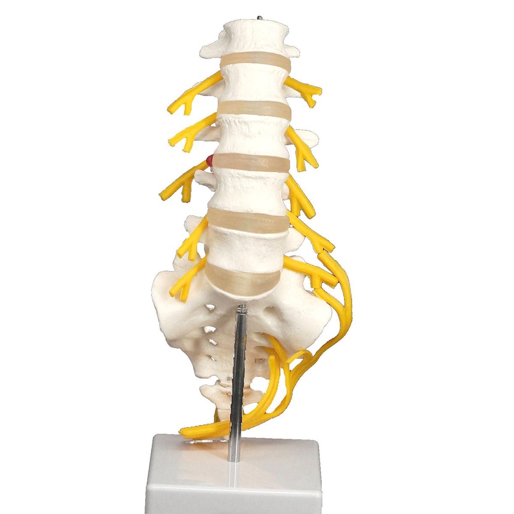 Lumbar Cauda Equina Spine Sacrum Coccyx Spinal Nerve Neural Skeleton Model Teaching Training Aid 0510