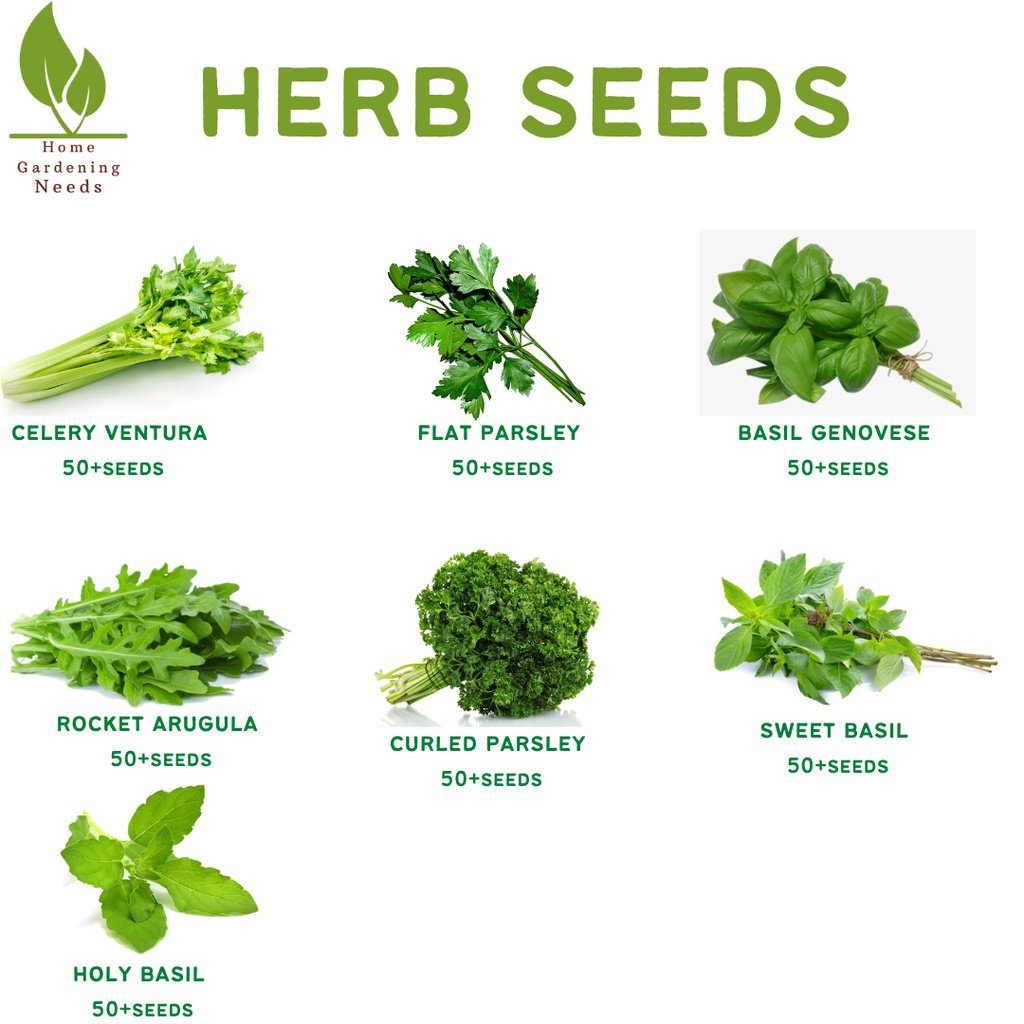 HERB SEEDS - Basil Celery Parsley Holy Basilseeds OOSP | Shopee Philippines