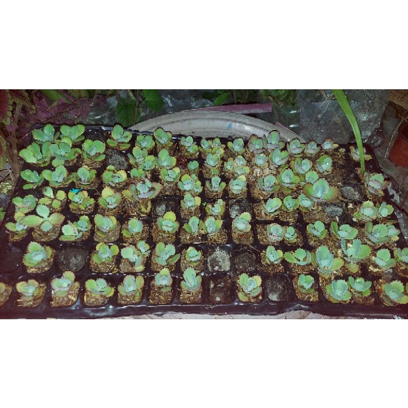KATAKATAKA - MOTHER OF MILLIONS || MOTHER OF THOUSANDS LIVE HALAMAN ...