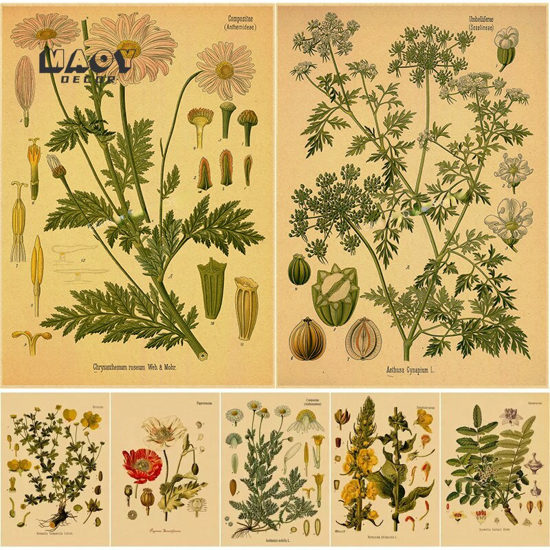 Plant Flower Study Retro Kraft Paper Poster Botanical Prints Vintage ...