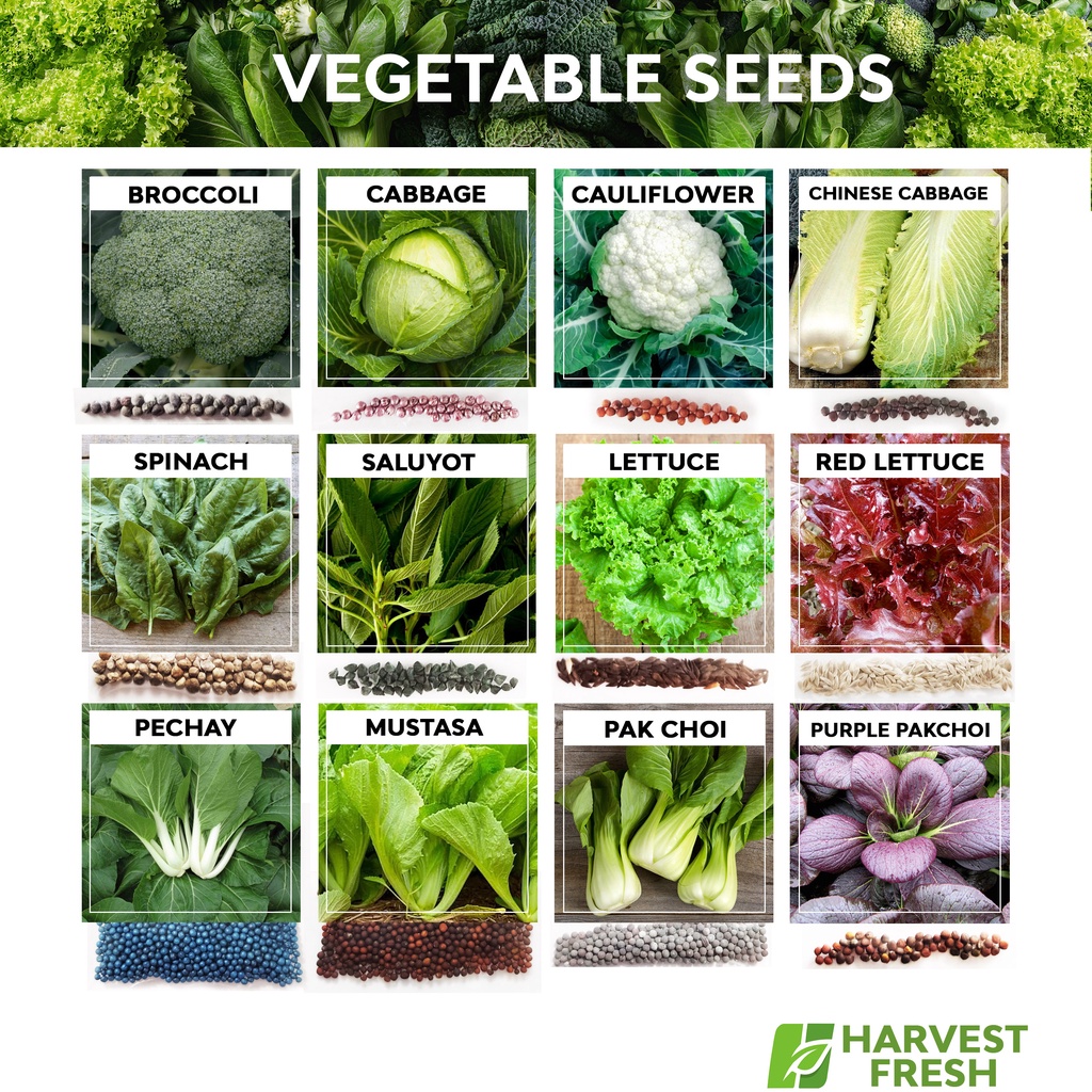 Vegetables Seeds - Cabbage Cauliflower Broccoli Kale Spinach Pakchoi ...